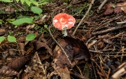 DSCF1844