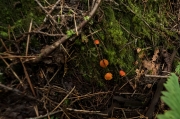 DSCF1857