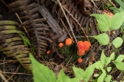 DSCF1859