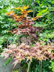 20180824_120549
