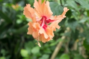 DSCF1389