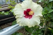 DSCF1391