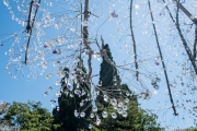 DSCF1619