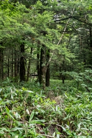 DSCF2079