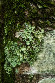 DSCF2081