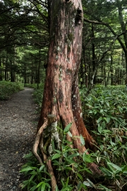 DSCF2082