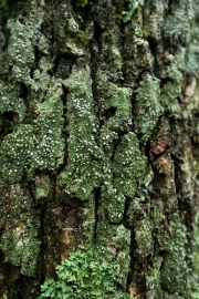 DSCF2087