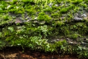 DSCF2092
