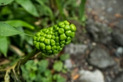 DSCF2123