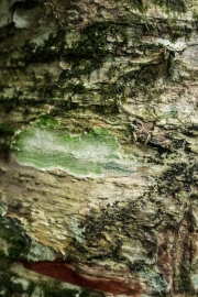 DSCF2140