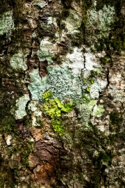 DSCF2145