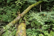 DSCF2226