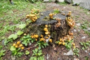 DSCF2235