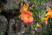 DSCF1820