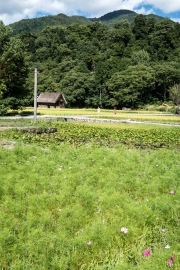 DSCF2300